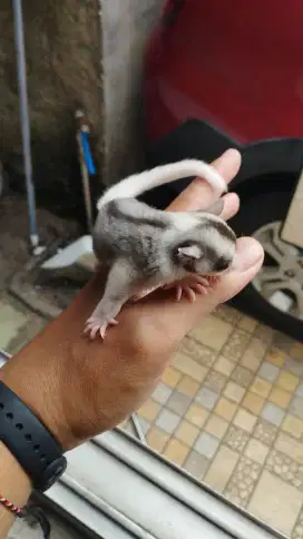 Sugar glider mosaik betina