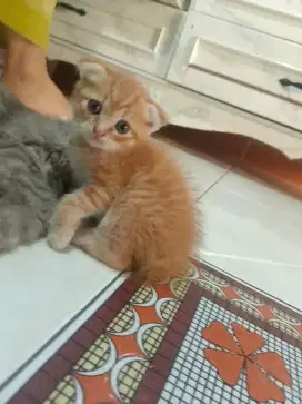 Open adopt usia 3 bulan
