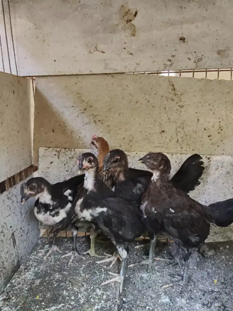 Anak ayam ketawa usia 4 bulan