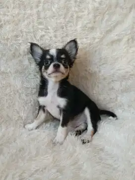 Jual Chihuahua jantan