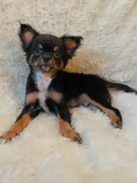 Jual chihuahua jantan