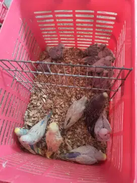 Burung Parkit mutasi