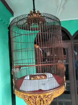 Murai Medan gacor kandang ukir