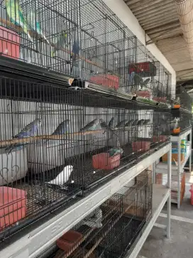 Burung parkit Mutasi Remaja