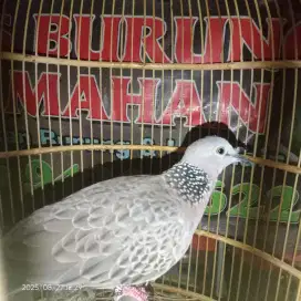 Tekukur jantan kuk 4