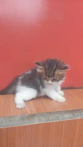 Ready adopsi anak kucing 2 bulan