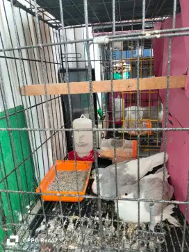 Merpati hias Lahore silver