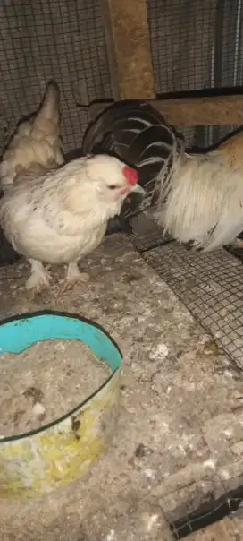 Ayam hias sepasang produksi