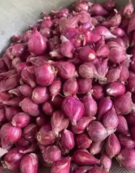 Bawang merah brebes (campur, kecil - besar)