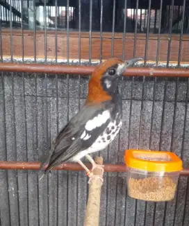 Burung Anis Kembang
