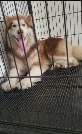 Red alaskan malamut big bone betina