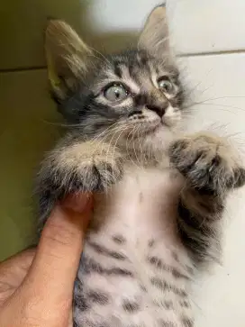 Kucing persia anggora