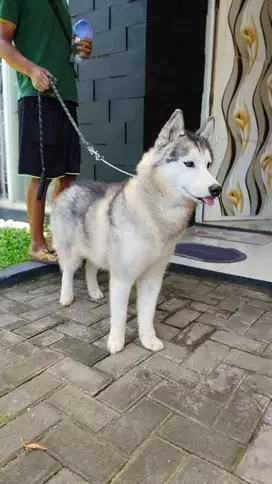 Anjing siberian husky turunan import , baik ga rewel dan bawel