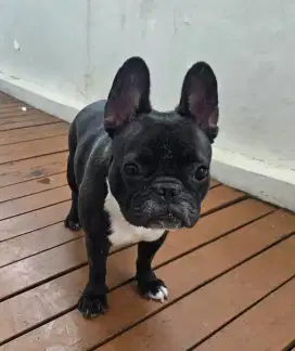 Di jual Anjing French Bulldog
