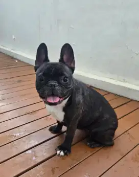 Di jual Anjing French Bulldog