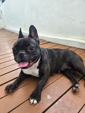 Di jual Anjing French Bulldog