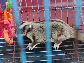 Sugar Glider CG