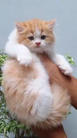 KUCING PERSIA MEDIUM BETINA 2 BULAN GEMOY