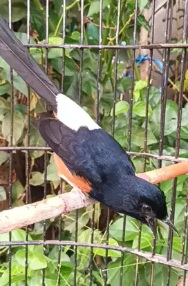 Murai Hutan prestasi