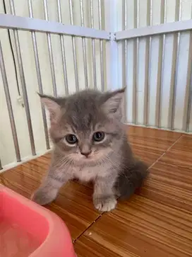 Kucing bsh betina