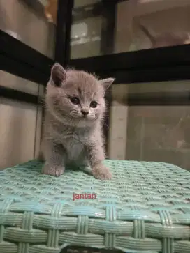 Open Booking British Shorthair Blue solid