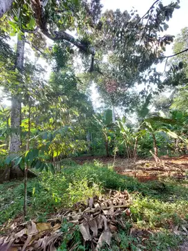 Kebun Durian Produktif Daerah Gunungpati Strategis Investasi