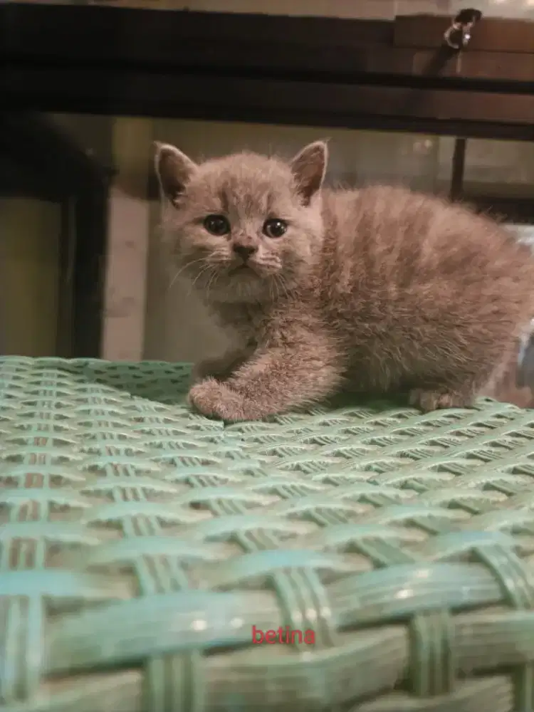 Open Booking British Shorthair Blue Solid