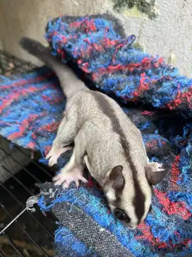 Sugar glider dewasa