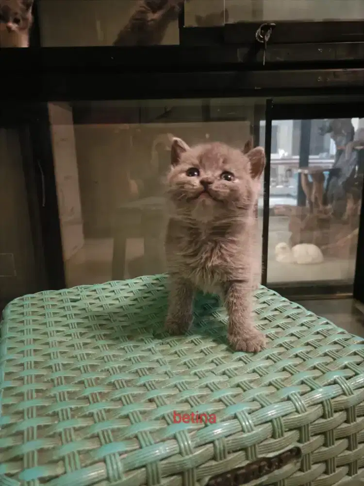 Open Booking British Shorthair Blue Solid
