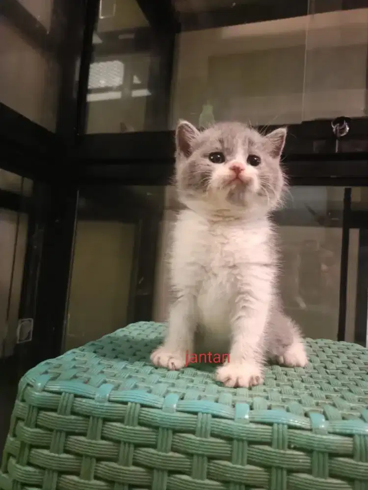 Open Booking British Shorthair Bicolor