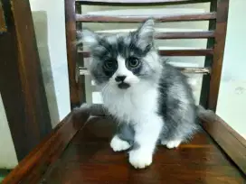 Kitten 3 bulan bulu kapas