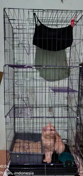 Kandang Kucing 3 Lantai