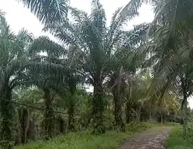Dijual kebun kelapa dan sawit di lampung selatan