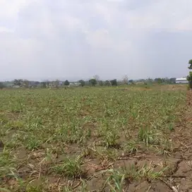 Dijual tanah dibojonegoro Lokasi dekat pasar baureno