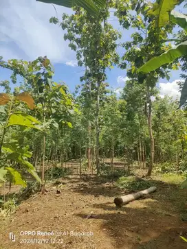 DIJUAL TANAH MURAH WLAHAR KALIBAGOR PURWOKERTO