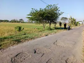 Sawah 1.450m² muka 12m jln DPU 8m , gondang joho mojolaban