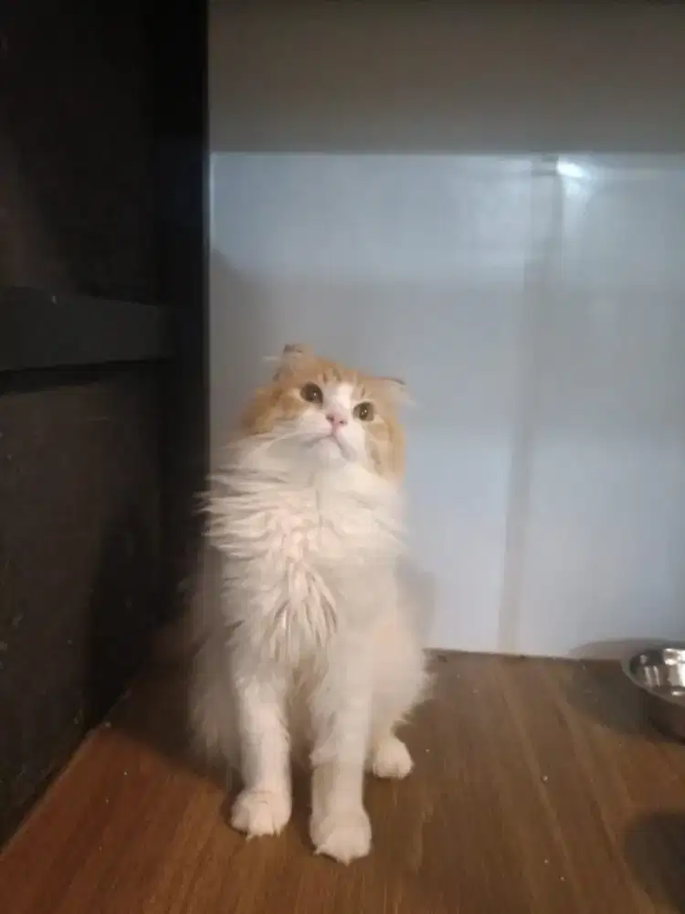 Scottish Oyen Jantan