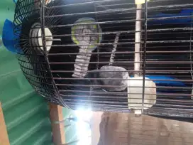 Jual Burung Kacer