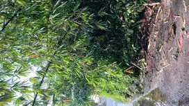 Tanah SHM Di Girikerto Turi ada air mengalir dekat FASUM