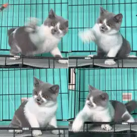 BSH BRITISH SHORTHAIR BICOLOR