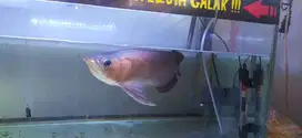 Ikan Arowana Arwana Super Red Jual Murah 35 cm Up
