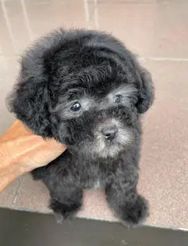 Poodle silver jantan