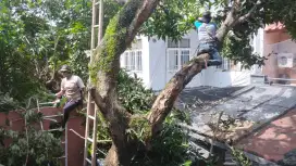 JASA TEBANG DAN PANGKAS POHON TANGERANG SEKITAR