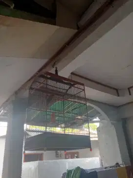 Hjogreen Sangkar