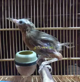 Wambi Betina Bulu kurang rapih