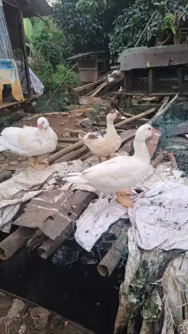 Bebek entok betina