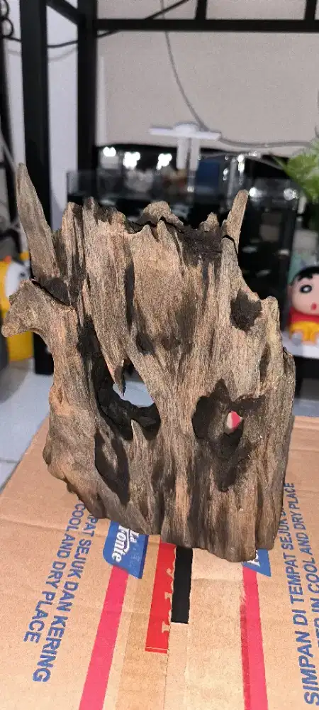 Kayu Rentek Rasamala