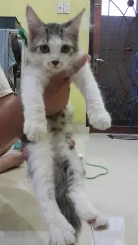 Kitten Persia Shorthair
