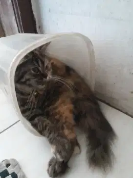 Petshop murah ceria