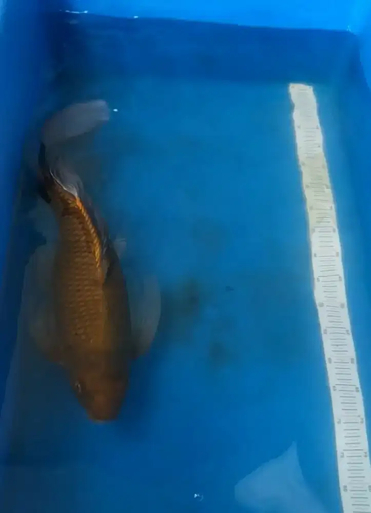 Koi slayer jumbo